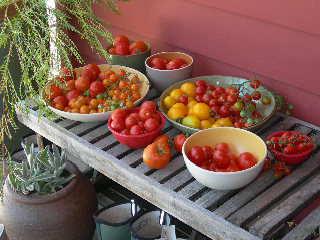 Ripe tomatoes for tasting